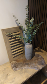 Eucalyptus tak vertakt