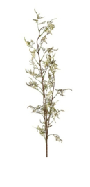 Limonium crème