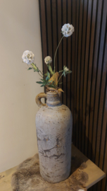 Scabiosa wit