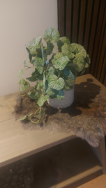 Groen hang