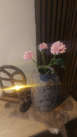 Korenbloem mauve