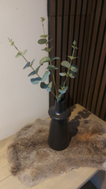 Eucalyptus tak groen