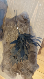 Takje blad zwart