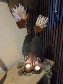 Protea beige