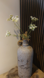 Wildwortel/fluitekruid