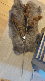 Distel tak bruin