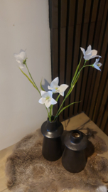 Witte iris