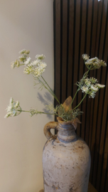 Wildwortel/fluitekruid
