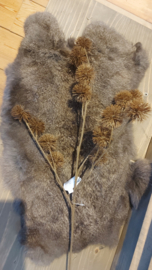 Distel tak bruin