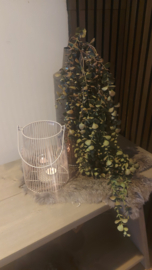 Eucalyptus tak hangend met bes