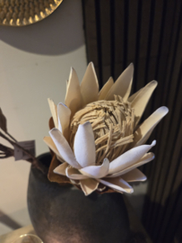 Protea beige