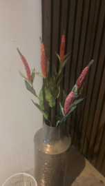 Veronica tak roze