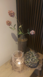 Scabiosa tak