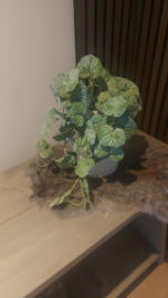 Groen hang