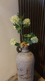 Viburnum groen vertakt