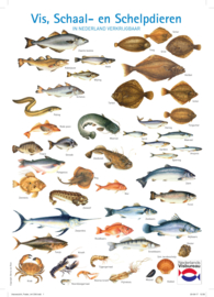 A4 flyer vis, schaal- en schelpdieren in Nederland verkrijgbaar (100 stuks)