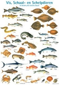 Wandplaat vis, schaal- en schelpdieren in Nederland verkrijgbaar