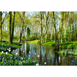 Fotobehang poster 256 bos bomen vijver
