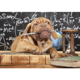 Fotobehang poster 3336 dieren hond bordeaux dog potlood schoolbord puppy