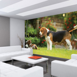 Fotobehang poster 4499 dieren hond beagle puppy