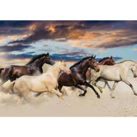 Fotobehang poster 2141 dieren paarden bruin en wit