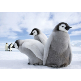 Fotobehang poster 2658 dieren pinguin antartica noordpool babypinguin