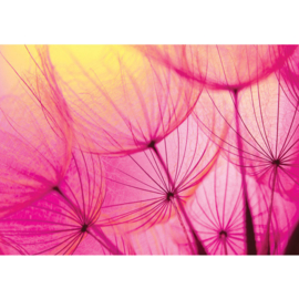Fotobehang poster 1073 bloemen paardenbloem roze