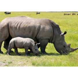 Fotobehang poster 2554 dieren neushoorn big five safari
