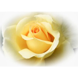 Fotobehang poster 2253 bloemen roos geel bloem rozen
