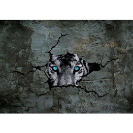 Fotobehang poster 1256 dieren tijger kop blauwe ogen beton wand