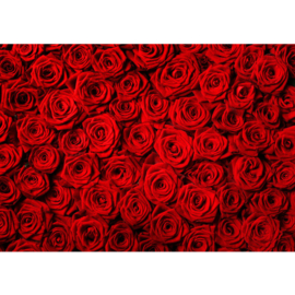 Fotobehang poster 0190 bloemen rozen roos rood