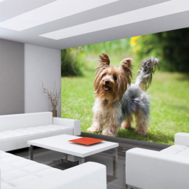 Fotobehang poster 4496 dieren hond yorkshire terrier