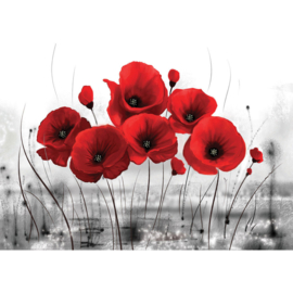 Fotobehang poster 0646 klaprozen rood bloemen