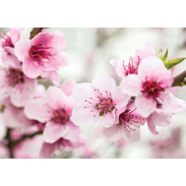 Fotobehang poster 2106 bloemen roze