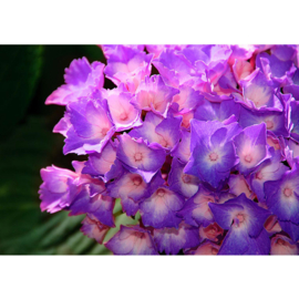 Fotobehang poster 1478 bloemen paars natuur