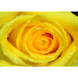 Fotobehang poster 1934 bloemen roos rozen geel