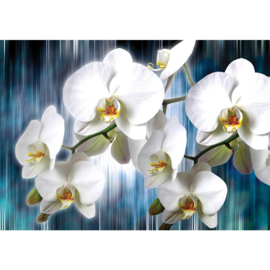 Fotobehang poster 2257 bloemen orchidee regen