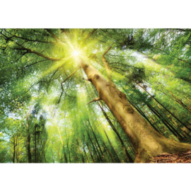 Fotobehang poster 3225 bomen bos zon groen