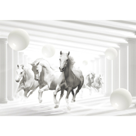 Fotobehang poster 2408 dieren paarden paard wit