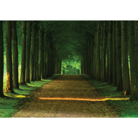 Fotobehang poster 2986 bomen bos weg pad groen