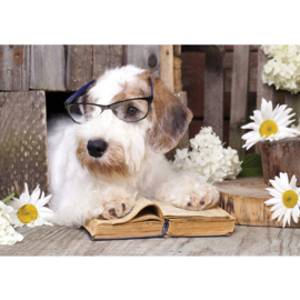 Fotobehang poster 3308 dieren hond bril boek