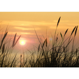 Fotobehang poster 0206 zonsopgang riet stengels gras