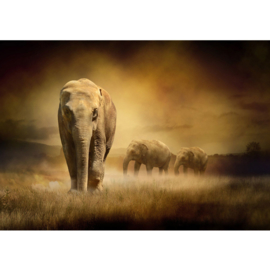 Fotobehang poster 0011 dieren olifant kudde olifanten