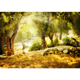 Fotobehang poster bos stenen bomen natuur 0265