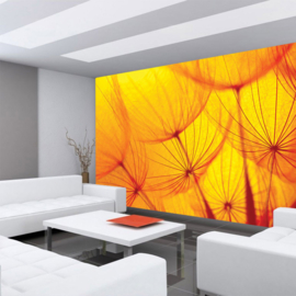Fotobehang poster 1072 bloemen paardenbloem oranje