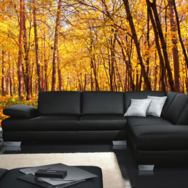 Fotobehang 0084 bos bomen natuur herfst bladeren geel oranje