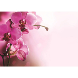 Fotobehang poster 1809 orchidee bloemen planten roze paars
