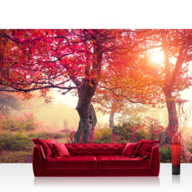 Fotobehang poster 0242 boom bomen rood natuur bos herfst