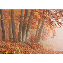 Fotobehang poster 0255 bos nevel bomen herfst mist