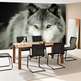 Fotobehang poster 2393 dieren wolf roofdier groene ogen
